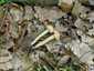 Tavaszi rétgomba (Agrocybe praecox), Pilis